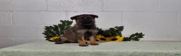German Shepherd dogs for sale: Daisy - Ad 7