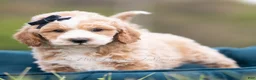 Maltipoo dogs for sale: Benji - Ad 6