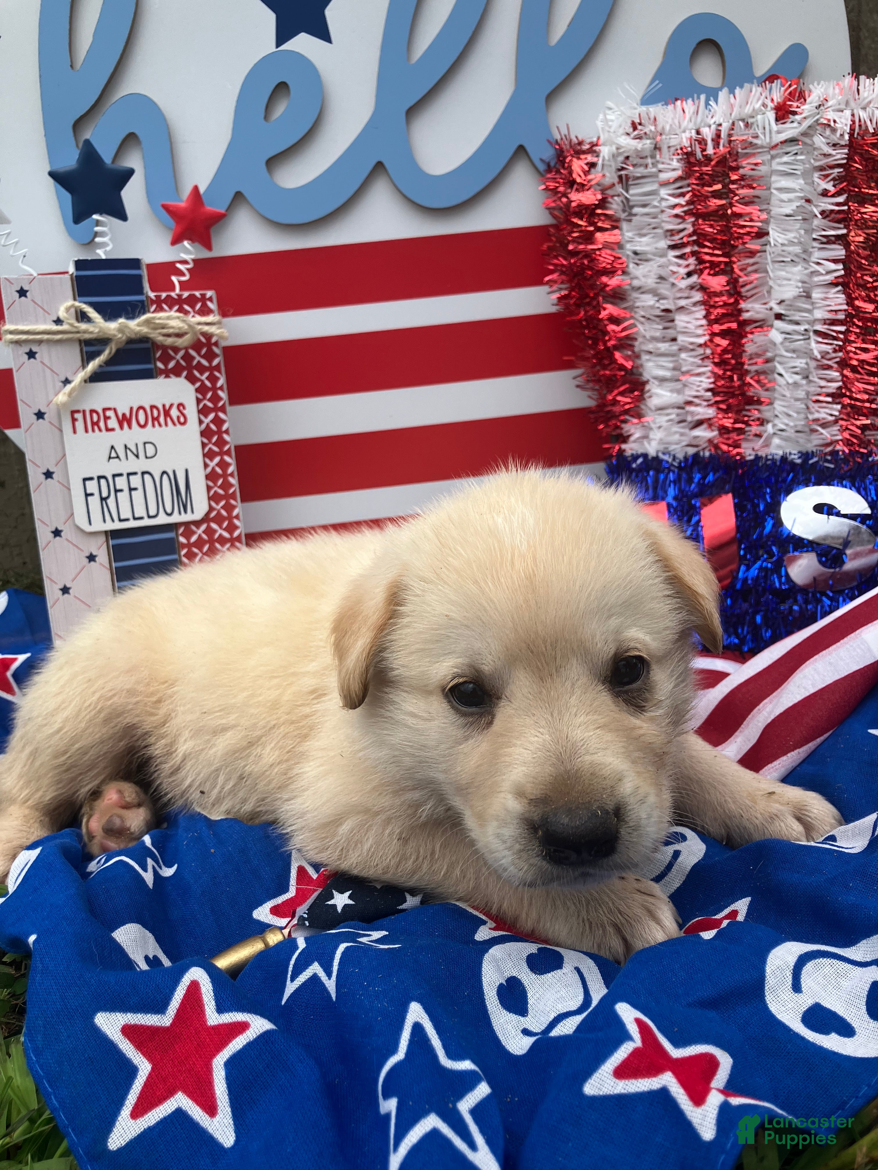 Mixed Breed dogs Marine  - Ad 16
