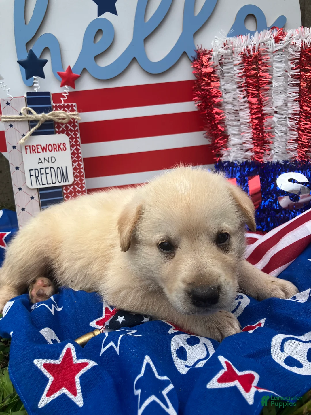 Mixed Breed dogs for sale: Marine  - Ad 1