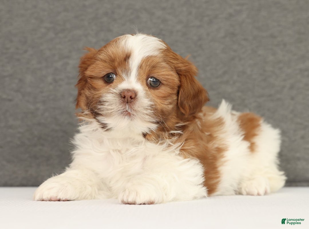 Shih Tzu dogs for sale: Elise - Ad 5