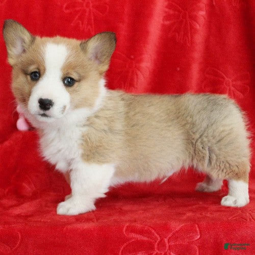 Welsh Corgi Pembroke dogs Blitzen Genetically CLEAR - Ad 6