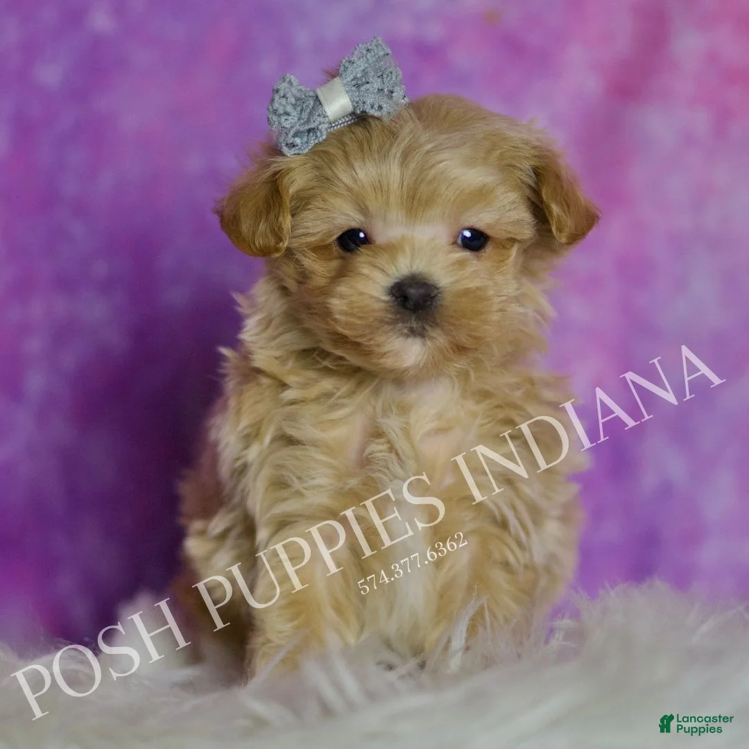 Maltipoo dogs for sale: Tiny Tinker - Ad 8