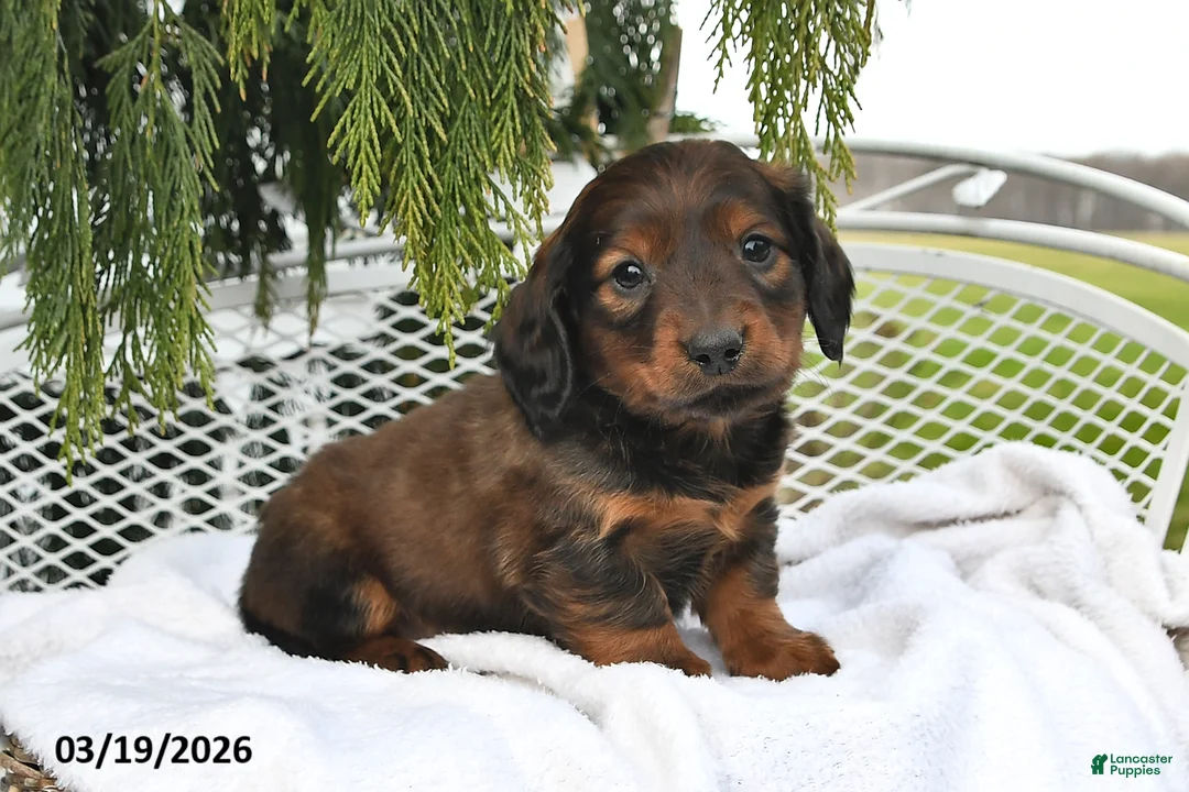 Miniature Dachshund dogs for sale: Spencer - Ad 1