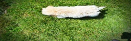 Havapoo dogs for sale: Gabby - Ad 8