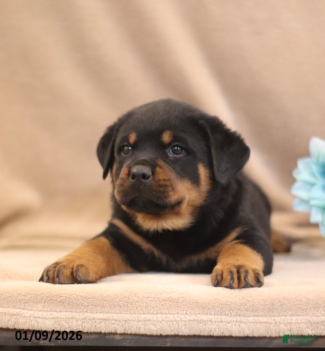 Rottweiler dogs for sale: T Rex - Ad 3