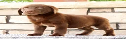 Labrador Retriever dogs for sale: Freddy - Ad 4