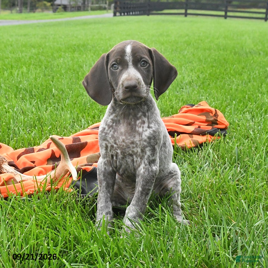 German Shorthaired Pointer dogs Syclone - Ad 1