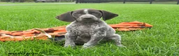 German Shorthaired Pointer dogs for sale: Syclone - Ad 1