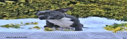 Boston Terrier dogs for sale: Beau - Ad 3