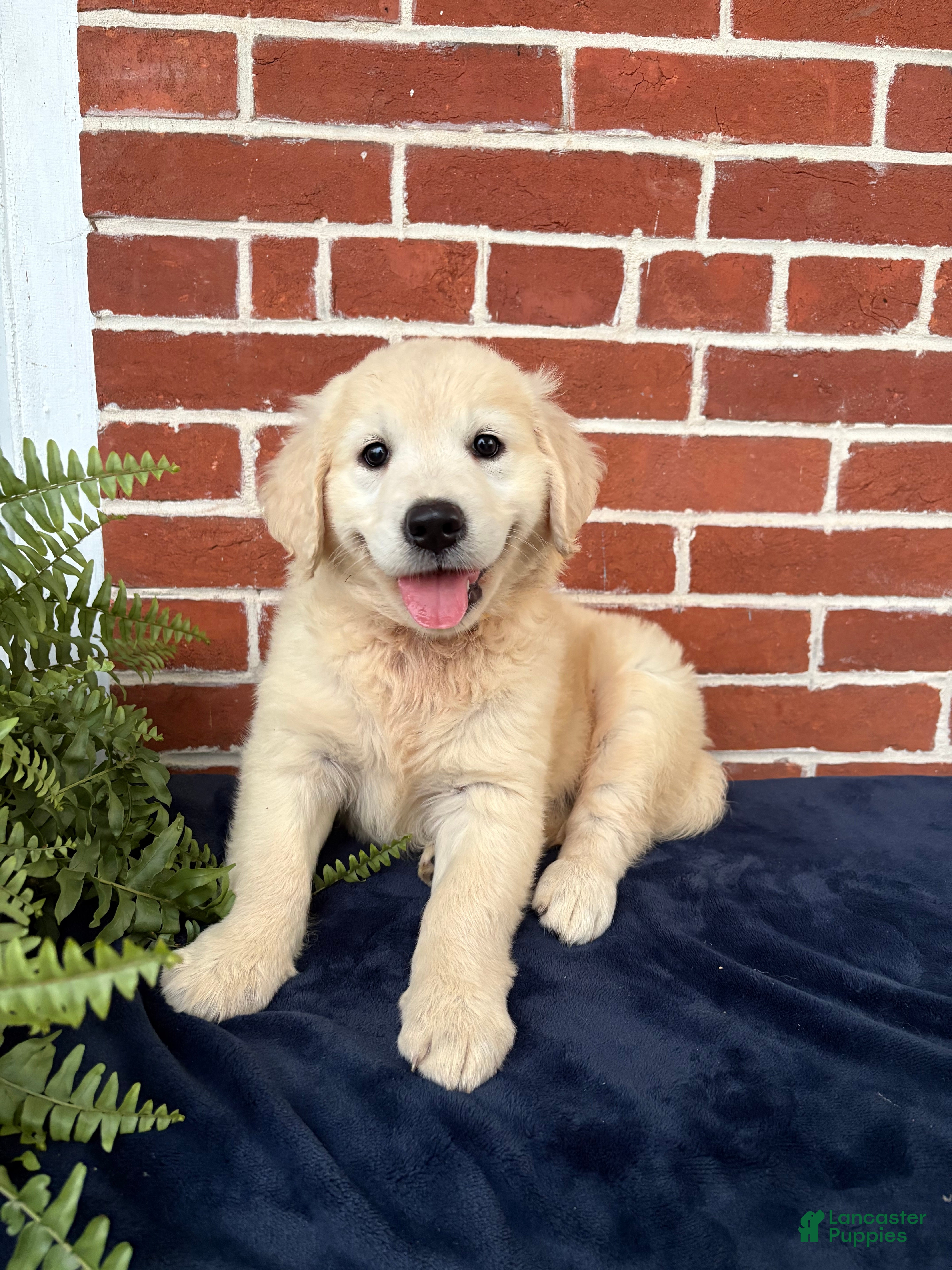 Golden Retriever dogs Gigi  - Ad 2