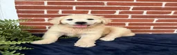 Golden Retriever dogs for sale: Gigi  - Ad 2