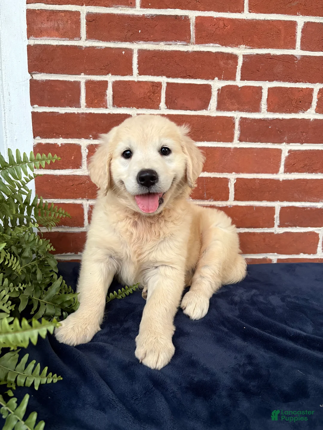Golden Retriever dogs for sale: Gigi  - Ad 2