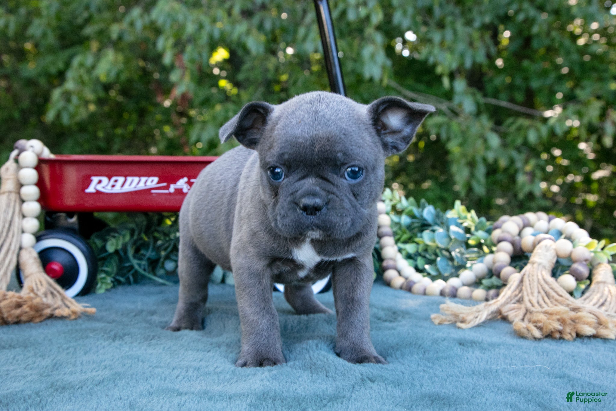 Frenchton dogs Cassie - Ad 1