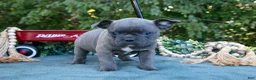 Frenchton dogs for sale: Cassie - Ad 1