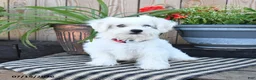 Mixed Breed dogs for sale: Ottis - Ad 3