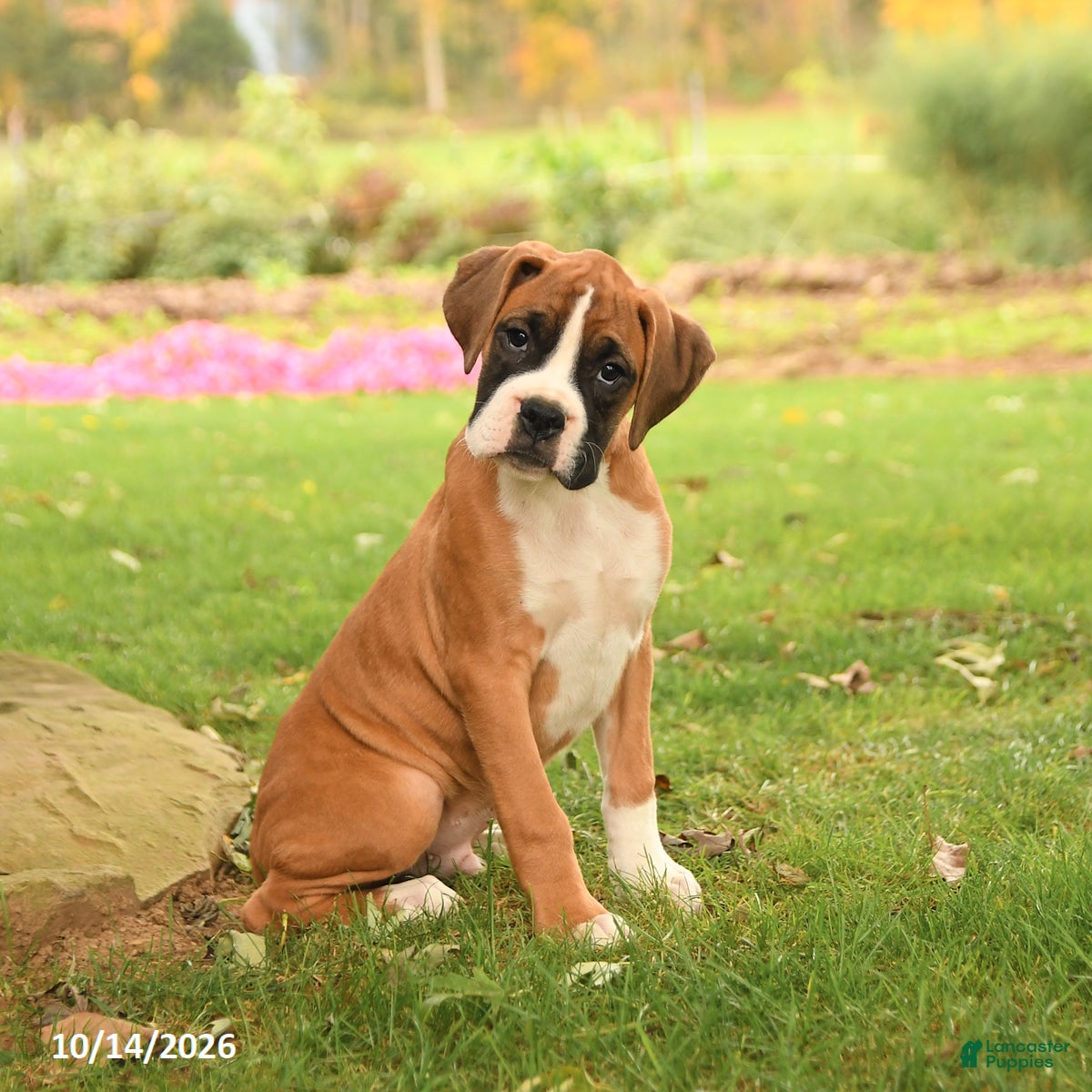 Boxer dogs Leo - Ad 1