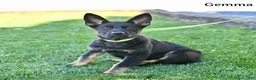 German Shepherd dogs for sale: Gemma - Ad 4