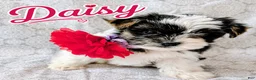 Yorkshire Terrier dogs for sale: Daisy - Ad 4
