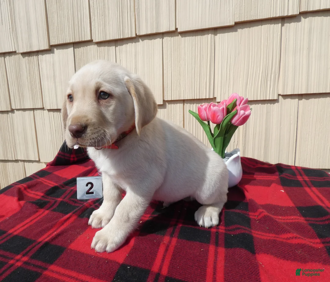 Labrador Retriever dogs for sale: Labrador Retriever Puppy 2 Carson - Ad 1