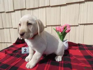 Labrador Retriever dogs Labrador Retriever Puppy 2 Carson - Ad 35