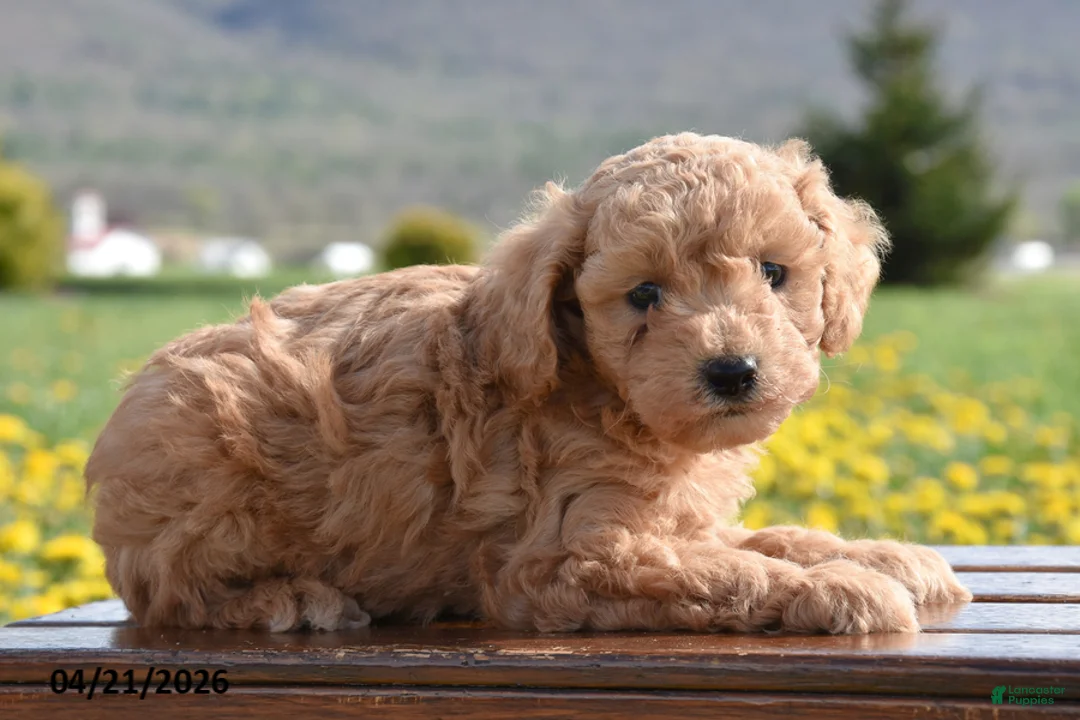 Toy Poodle dogs for sale: Silas - Ad 3