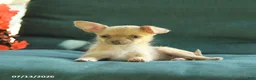 Chihuahua dogs for sale: Peaches - Ad 3