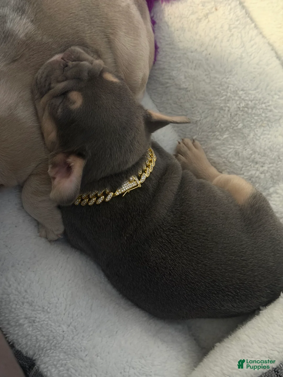 French Bulldog dogs for sale: French Bulldog Puppy 1 - Ad 1