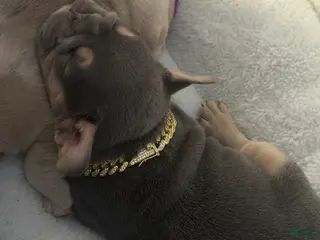 French Bulldog dogs French Bulldog Puppy 1 - Ad 4