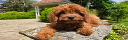 Cavapoo dogs for sale: Hope - Ad 9