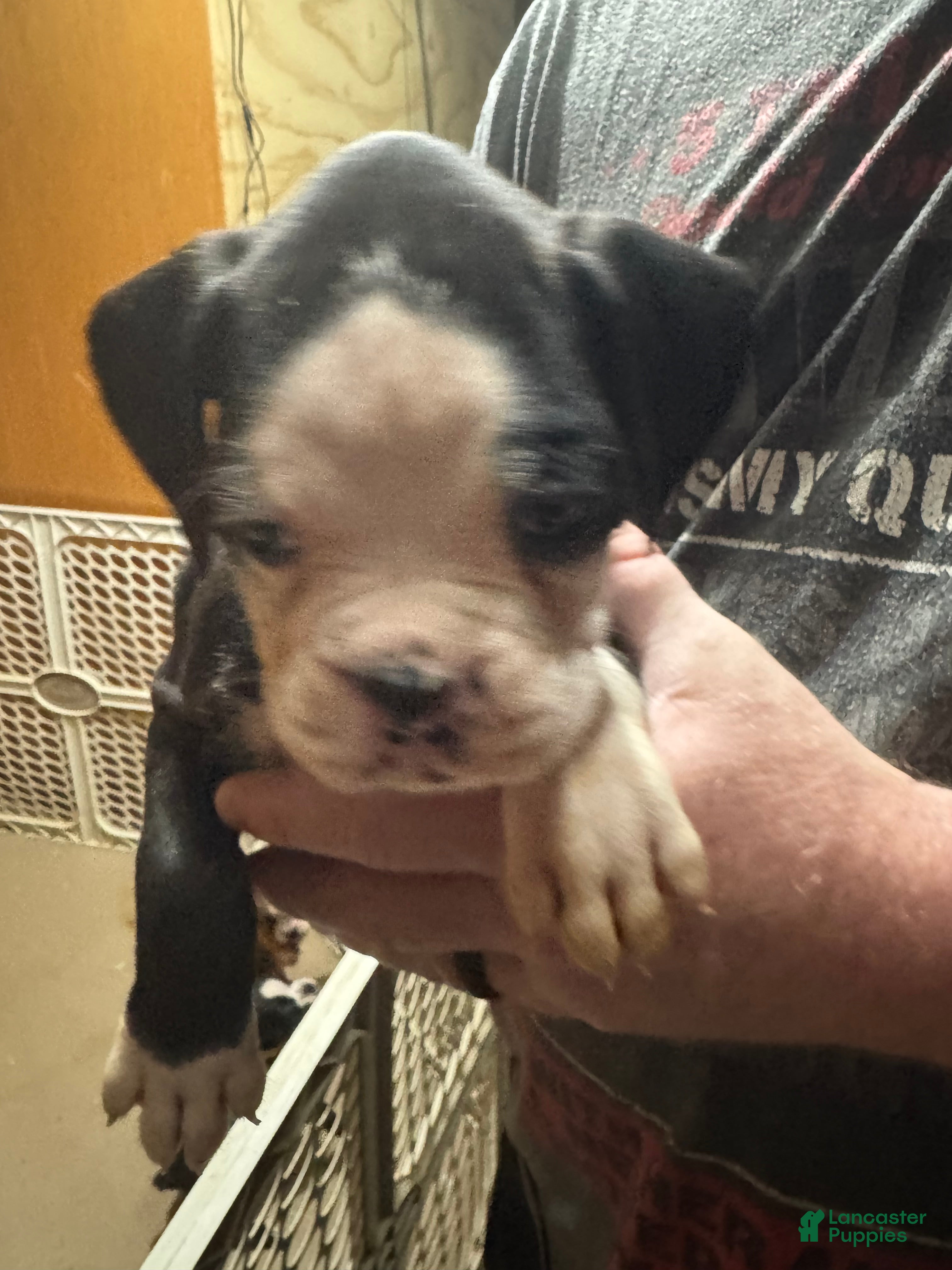 Boxer dogs Axle - Ad 11