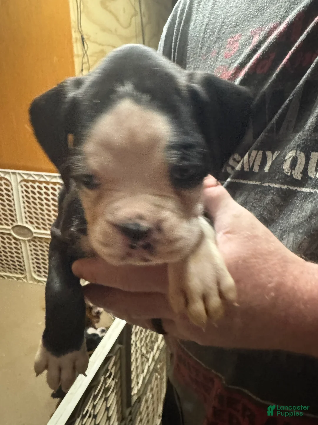 Boxer dogs for sale: Axle - Ad 1