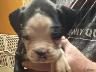 Boxer dogs Axle - Ad 11