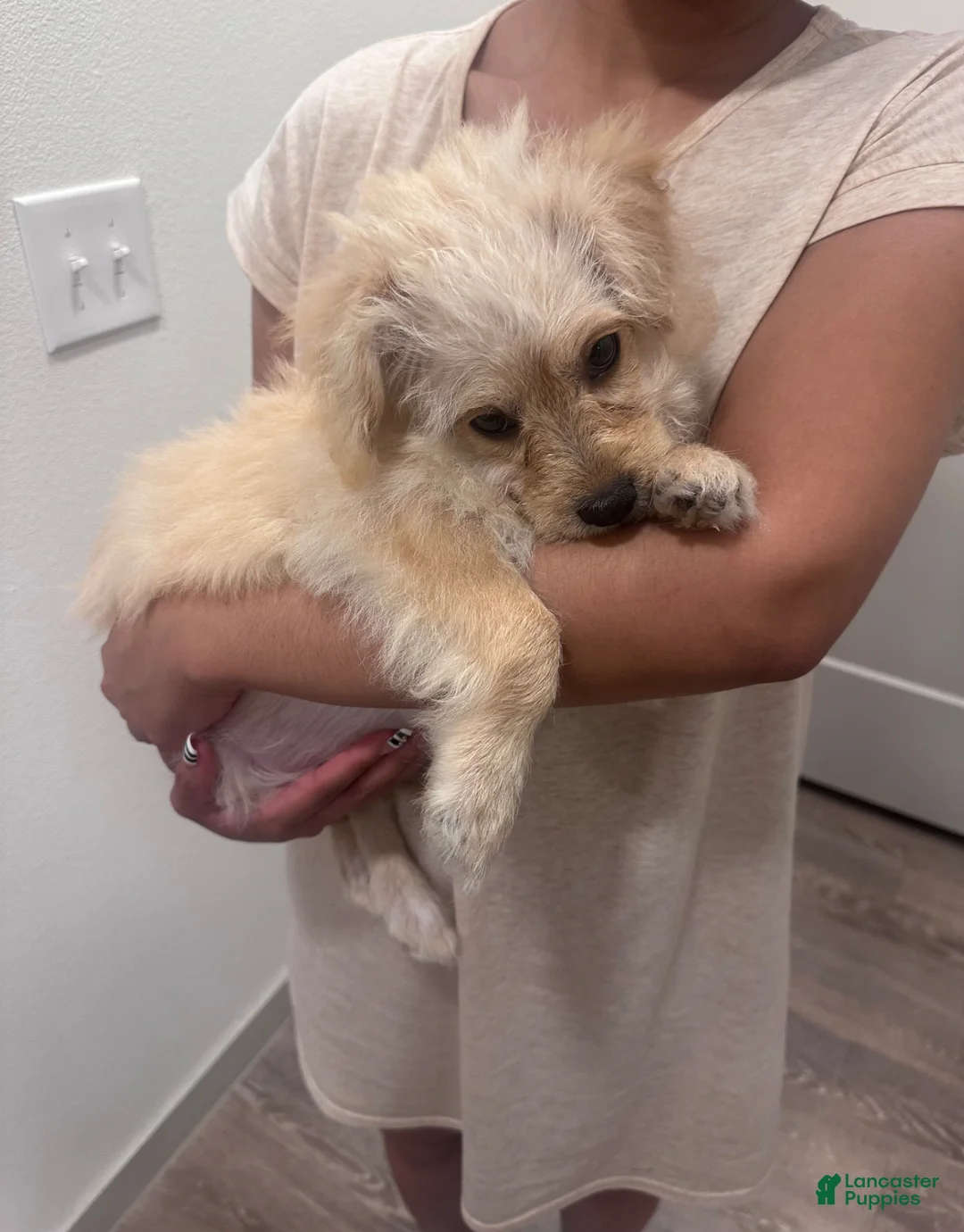 Maltipoo dogs for sale: Maltipoo Puppy 1 - Ad 2