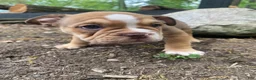 Mixed Breed dogs for sale: Tank - Ad 3