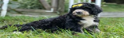 Bernedoodle dogs for sale: Dolly🎀  - Ad 4