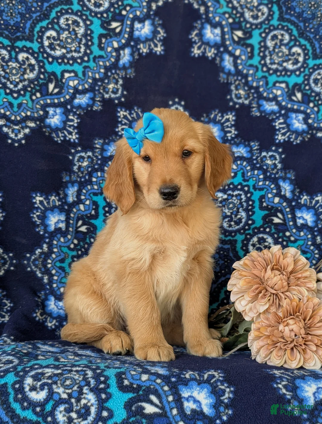 Golden Retriever dogs for sale: Cami - Ad 1