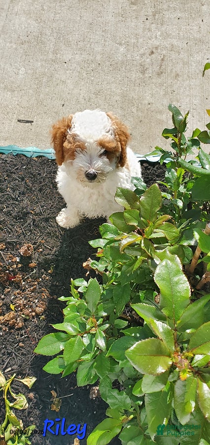 Toy Poodle dogs for sale: Riley - Ad 3