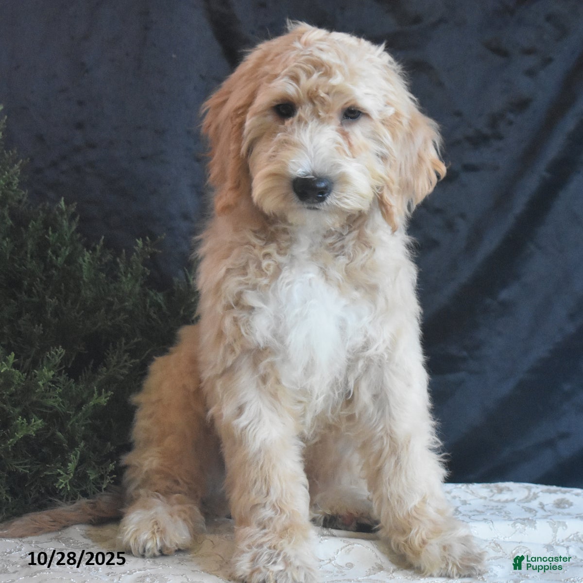 Goldendoodle dogs Gavin - Ad 40
