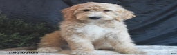 Goldendoodle dogs for sale: Gavin - Ad 1