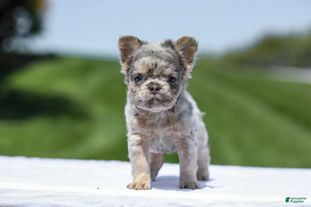 French Bulldog dogs for sale: Jewel - Ad 1