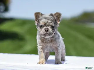French Bulldog dogs for sale: Jewel - Ad 4