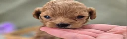 Cockapoo dogs for sale: Girdle - Ad 25