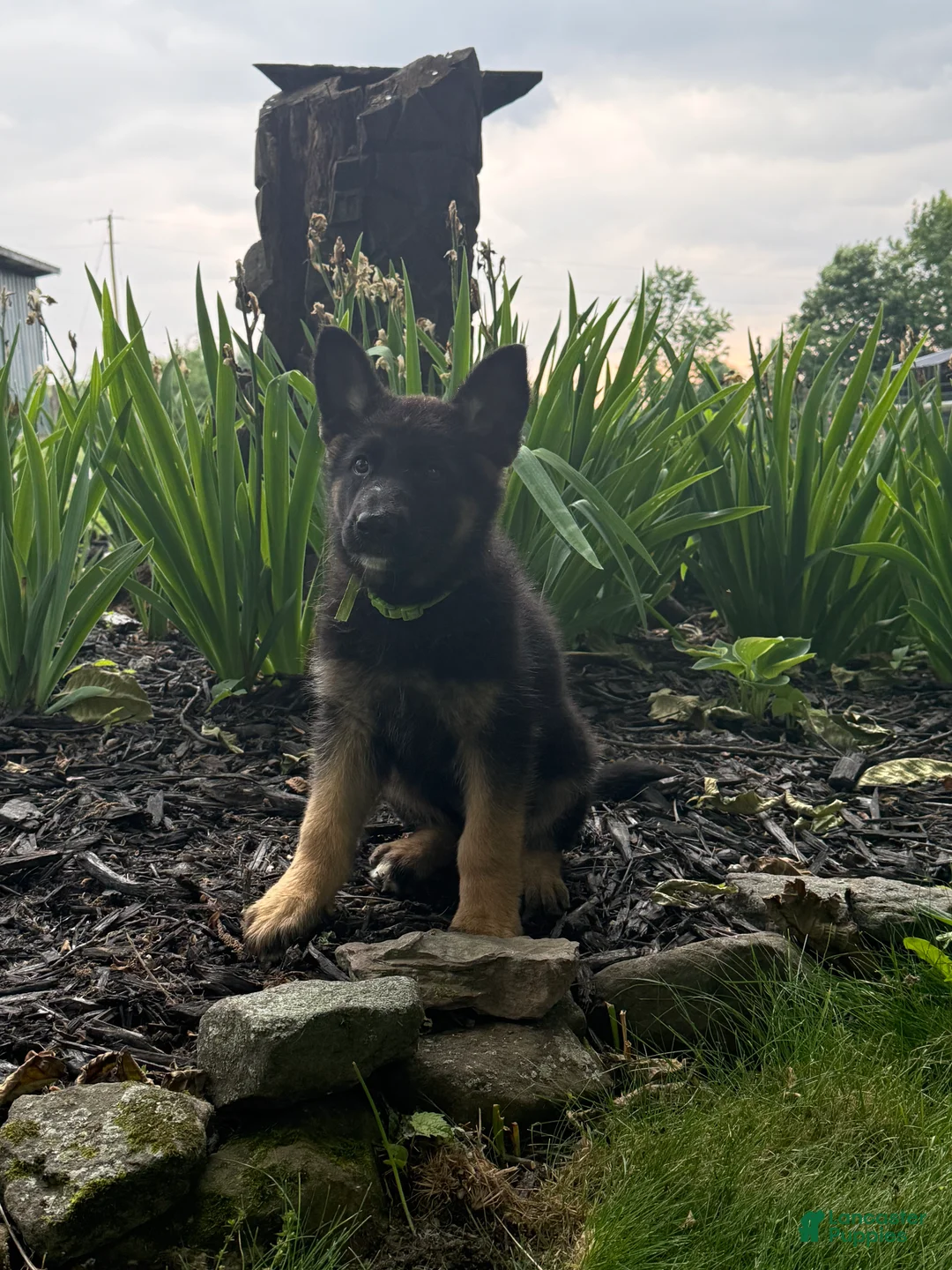 German Shepherd dogs for sale: Buttercup - Ad 6