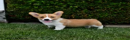 Welsh Corgi Pembroke dogs for sale: Pearl - Ad 2