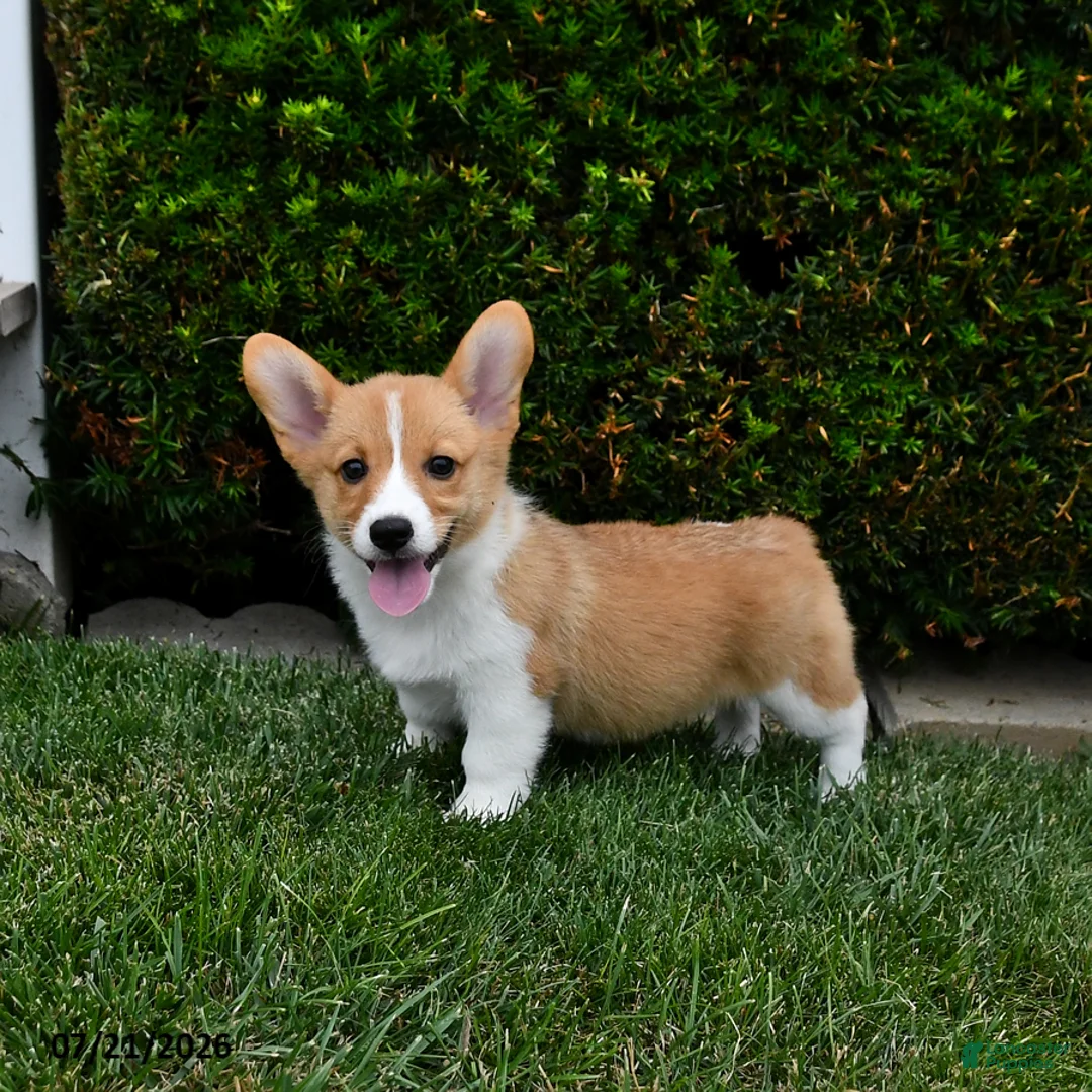 Welsh Corgi Pembroke dogs for sale: Pearl - Ad 2