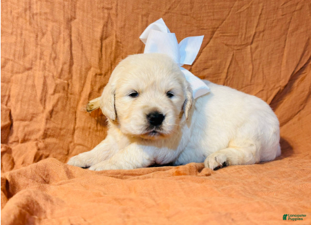 Golden Retriever dogs White Girl - Ad 1
