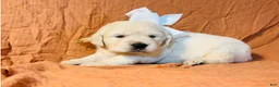 Golden Retriever dogs for sale: White Girl - Ad 1