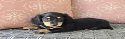 Dachshund dogs for sale: Crystal  - Ad 3