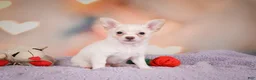 Chihuahua dogs for sale: DUKE - Ad 8